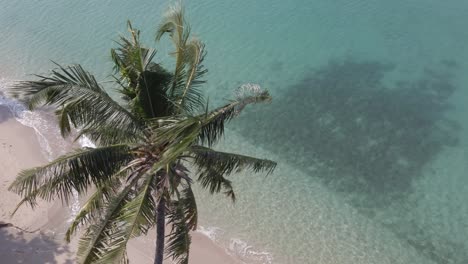 Aerial-birds-eye-view-,coconut-palm-tree-beach,-calm-ocean-laps-on-shore