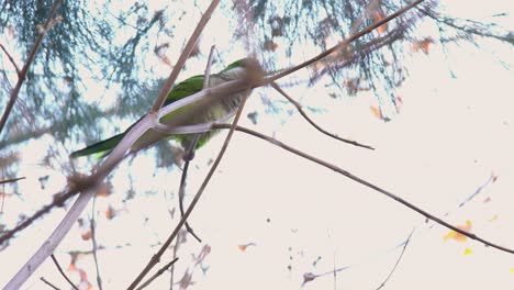 Grüner-Papagei,-Der-Entlang-Einiger-Äste-In-Einem-Baum-Läuft