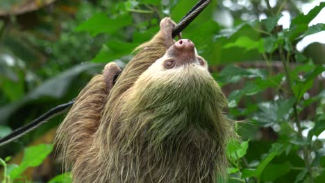 A-sloth-,-resting-on-a-rope,-upside-down,-while-a-light-rain-pours-down