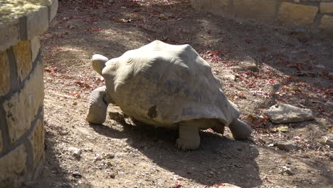 Schildkröte-Geht-Langsam-Weg,-Staubige-Galapagos-Schildkröte-Wandert-Davon,-4k