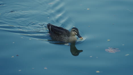 Eastern-Spot-billed-Duck-Paddling-In-The-Water-And-Leaving-Wake-Behind