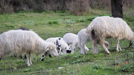 Slow-motion-shot-of-flock-of-ewes-and-cute-lambs-grazing-together-outside-in-Sardinia,-Italy