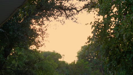 Friedlicher-Sonnenuntergang-Durch-Die-Bäume,-Statisches-Hd