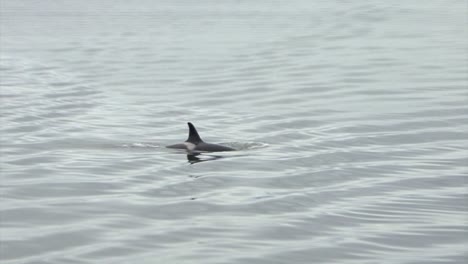 Orca-or-killer-whale-in-the-search-of-food,-breaching-to-the-surface-for-air,-in-Alaska