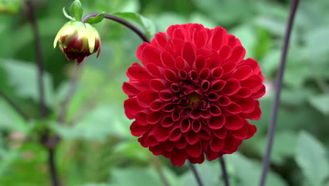 A-beautiful-red-dahlia-moving-in-the-breeze