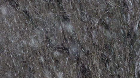 Eine-Zeitlupenaufnahme-Von-Schwerem-Schnee,-Der-Während-Eines-Kalten-Wintersturms-Vor-Kahlen-Baumstämmen-Und-Ästen-Fällt