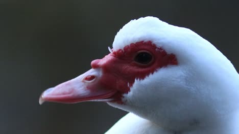 Super-closeup-of-a-white-feather-plumage-head-with-vibrant-red-beak-and-cheeks-around-the-eyes-of-a-Muscovy-duck-looking-around