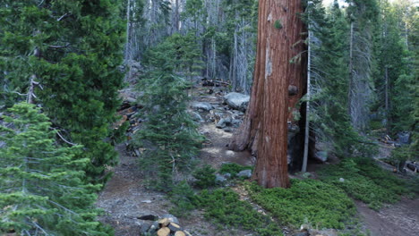 Trail-of-Hundred-or-100-Giants-in-Sequoia-National-Forest,-California