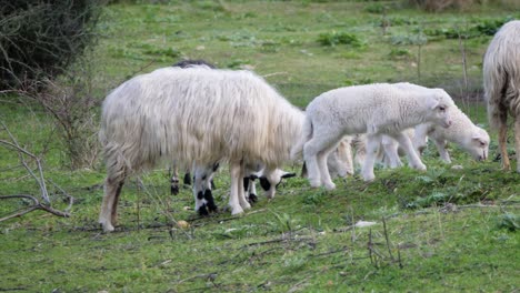 Slow-motion-shot-of-cute-lambs-running-to-grazing-flock-of-sheep-in-Sardinia,-Italy