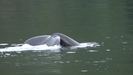 Schwanzflosse-Eines-Buckelwals-Beim-Tauchen-In-Alaska