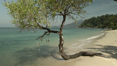Statische-Aufnahme-Eines-Tropischen-Strandes-Mit-Exotischem-Baum,-Türkisfarbenem-Wasser-Und-Weißem-Sand