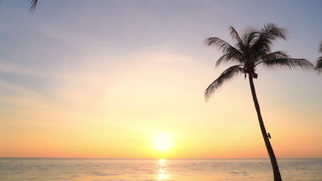 Exotic-view-of-sunset-over-sea-with-palm-tree-silhouette
