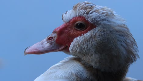 Super-closeup-of-a-Muscovy-duck-with-vibrant-red-face-and-sharp-beak-shaking-its-head-and-yawning-against-a-clean-light-blue-background