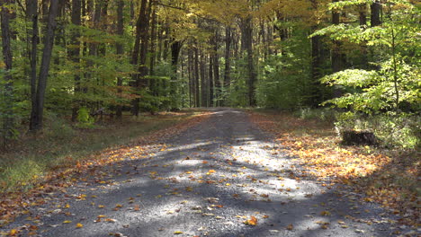The-autumn-leaves-falling-in-the-forest-along-a-dirt-road