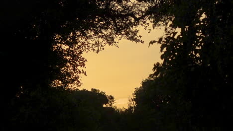 Peaceful-forest-of-trees-silhouetted-by-orange-sunset,-HD
