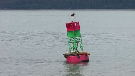 Bold-Eagle-and-Sea-lions-resting-on-the-same-navigational-buoy-in-Alaska