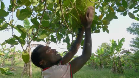 A-close-shot-of-an-African-man-using-his-palm-to-tap-a-jack-fruit-to-check-to-see-if-it-is-ready-for-eating