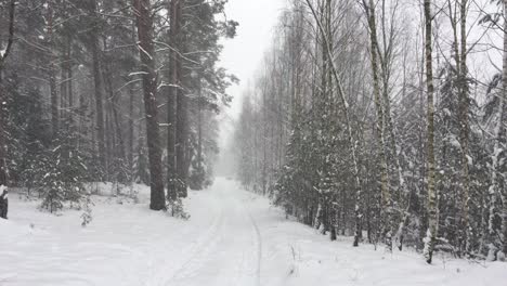 Schneesturm-Und-Schneebedeckte-Bäume-Und-Wanderweg-Im-Mystischen-Tiefen-Wald-Im-Winter