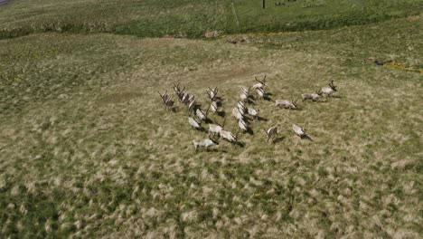 Herd-of-common-reindeer-stand-in-open-grassland-of-Iceland,-aerial
