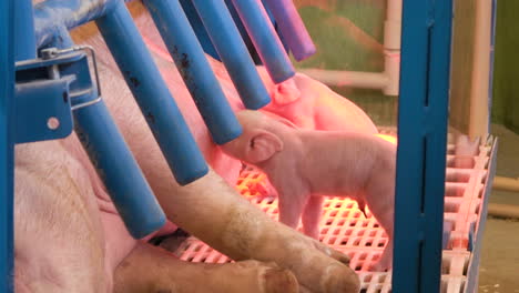 Adorable-piglets-gleefully-suckling-milk-from-mother's-teat,-sow-laying-down-to-feed-baby-pigs----4K