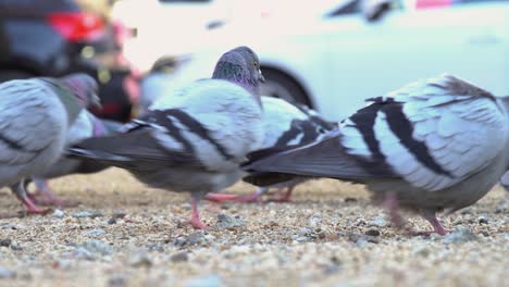 Group-of-pigeons-eating-seeds-off-the-ground-at-a-park,-close-up