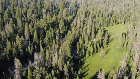 Aerial-view-over-tall-trees-in-Sequoia-National-Forest,-California