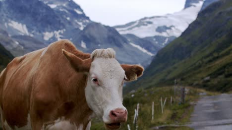 Vaca-Pastando-En-Los-Alpes