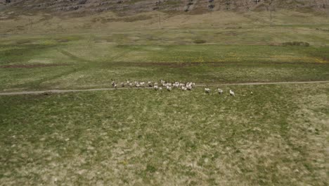 Wild-reindeer-running-free-on-grass-plain-in-scenic-Iceland-landscape,-aerial