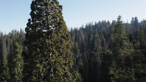 Antenne-Rückwärts-Am-Giant-Sequoia-National-Monument,-Kalifornien
