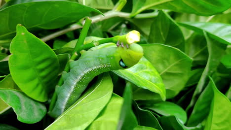 Slow-motion-Oleander-hawk-moth-feeding-on-a-branch-leaf