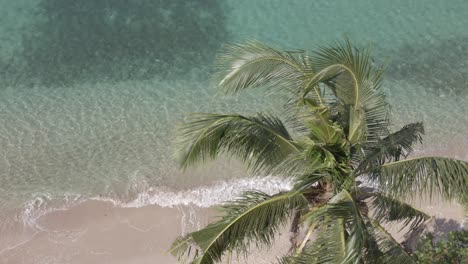 Aerial-birds-eye-view-palm-tree-beach-calm-ocean-laps-on-shore,-tracking-right
