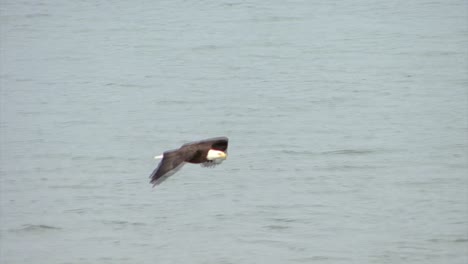 águila-Audaz-Volando-Cerca-De-La-Línea-De-Flotación-En-Alaska