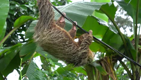 A-lovely-sloth-,-carefully-moving-on-a-rope,-upside-down
