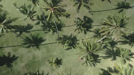 Aerial-dolly-down-shot-tropical-coconut-palm-trees-sway-in-the-wind