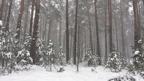 Low-angle-shot-of-snowstorm-snowflakes-falling-down-in-the-pine-tree-forest