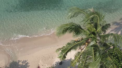 Aerial-birds-eye-view-coconut-palm-tree-swaying-in-the-wind,-calm-ocean-laps-on-beach