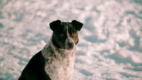 Ein-Obdachloser-Hund-Sitzt-Im-Winter-Im-Schnee