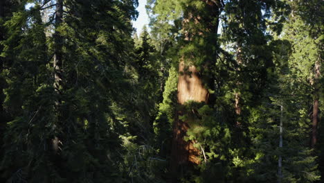 Podest-Auf-Dem-Sequoia-National-Forest-Trail-Der-100-Riesen