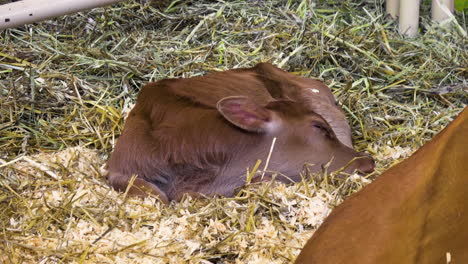 New-born-calf-sleeps-near-mother,-twitches-ear-as-flies-land,-handheld----4K