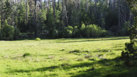 Antenne-Rückwärts-über-Grüne-Wiese-Des-Sequoia-National-Forest,-Kalifornien