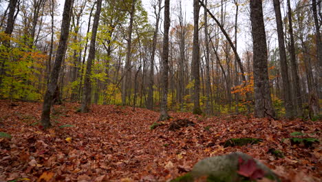 Still-shot-in-Maple-Leaf-Forest-in-fall