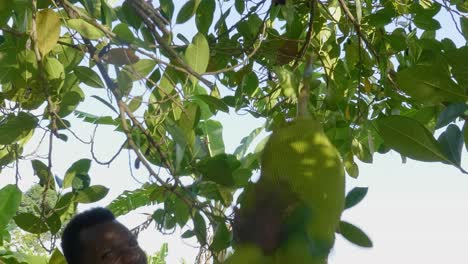 A-close-up-shot-of-an-African-man-twisting-a-jack-fruit-from-its-stem-until-it-falls-off-the-tree