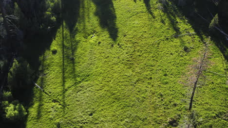 Aerial-descending-over-lush-green-grassland-at-100-giants-trail,-Sequoia-National-Park