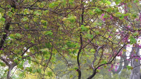 Breeze-blows-through-wiry-trees-on-rainy-day,-static-4K