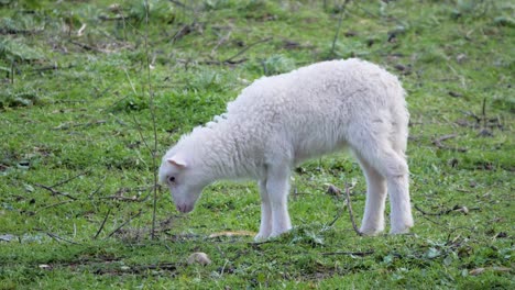 Cute,-fuzzy-lamb-grazing-by-itself-in-Sardinia,-Italy
