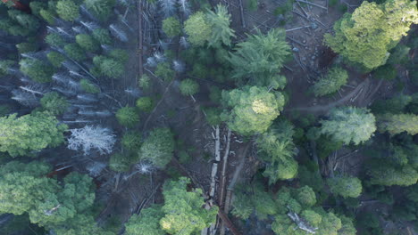 Flying-over-trail-of-100-Giants-at-Sequoia-National-Forest-with-drone