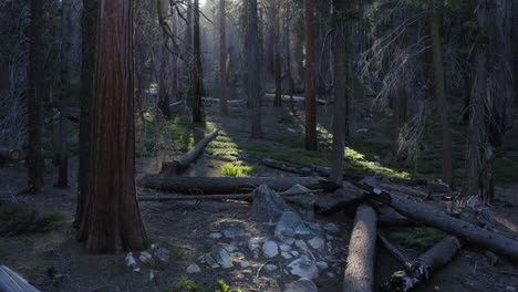 First-person-backward-view-of-Sequoia-National-Forest-Trail-of-100-Giants