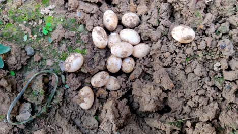 Closeup-of-snake-eggs-in-soil