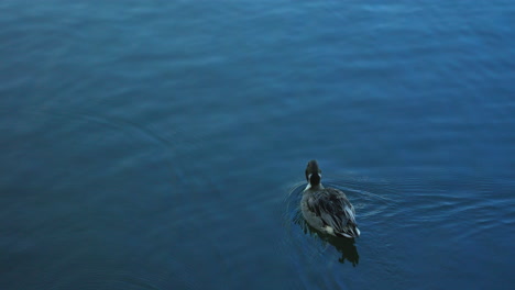 Lone-Northern-Pintail-Swims-On-Water-Surface