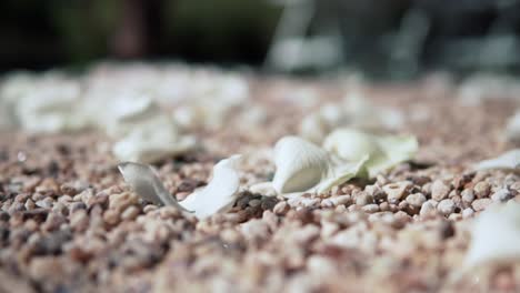 White-Rose-Petals-On-Ground-At-Wedding-Ceremony---close-up,-selective-focus